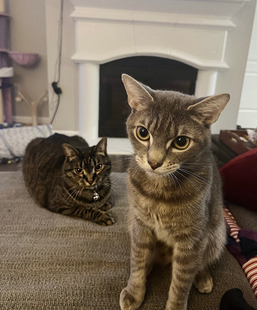 Introduction to Weekly Whisker&nbsp;Wisdom